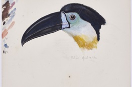 WCS Releases Archive of Stunning, Forgotten Historical Wildlife Illustrations 